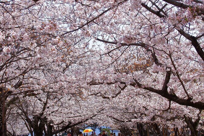 Nagasaki Cherry Blossom Hanami Tradition Experience - In-Depth Look at the Nagasaki Cherry Blossom Hanami Experience