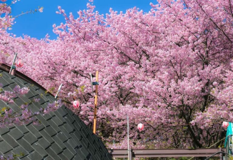 Nagasaki: Private & Custom Cherry Blossom Tour with a Local - Who Will Love This Tour?
