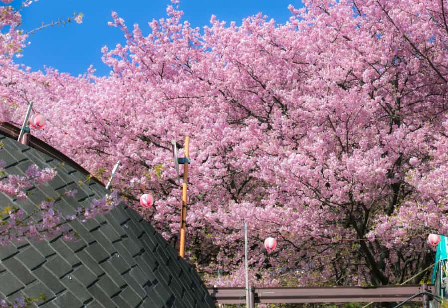 Nagasaki: Private & Custom Cherry Blossom Tour with a Local - Who Will Love This Tour?