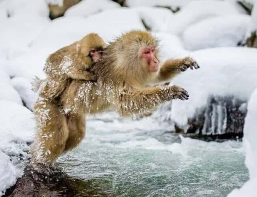 Nagoya: Nagano Private Day Trip with Custom Itinerary - The Itinerary Breakdown: What to Expect