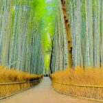 Nagoya: Private Kyoto Day Trip with Guide and Driver - What Makes This Tour Stand Out?