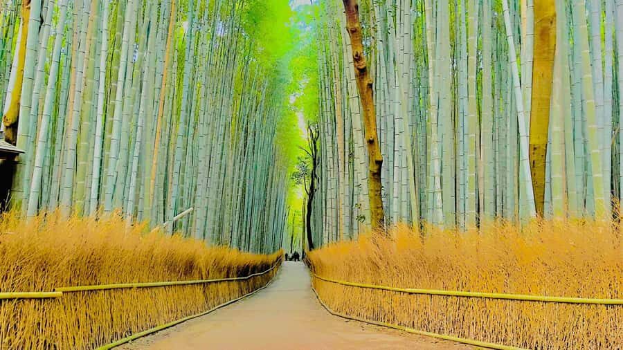 Nagoya: Private Kyoto Day Trip with Guide and Driver - What Makes This Tour Stand Out?