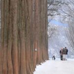 Nami island and Petite France {Private day tour} - Petite France: A French Village in Korea