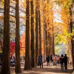 Nami Island, Morning Calm, Rail bike & Autumn Light Festival - Who This Tour Is Best For
