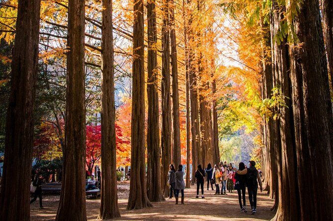 Nami Island, Morning Calm, Rail bike & Autumn Light Festival - Who This Tour Is Best For