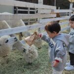 Nami Island, Rail bike & The Alpaca Garden - What We Love About This Tour