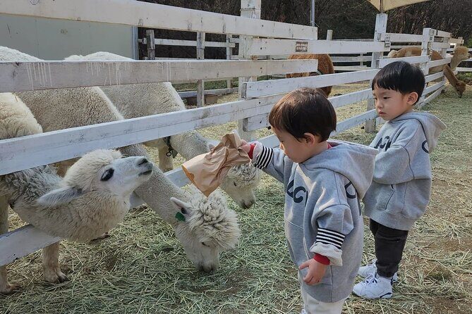 Nami Island, Rail bike & The Alpaca Garden - What We Love About This Tour