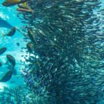 Napaling Sardine Run in Bohol - What’s Included and What’s Not
