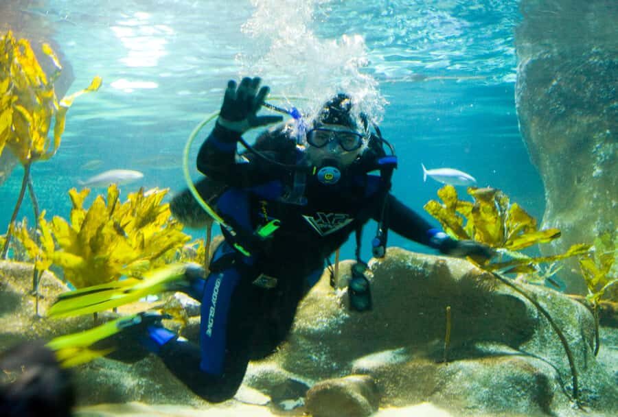 Napier: National Aquarium of New Zealand General Admission - The Layout and Main Exhibits