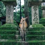 Nara: 3 UNESCO Sites Tour with Big Buddha & Deer - A Detailed Breakdown of the Itinerary