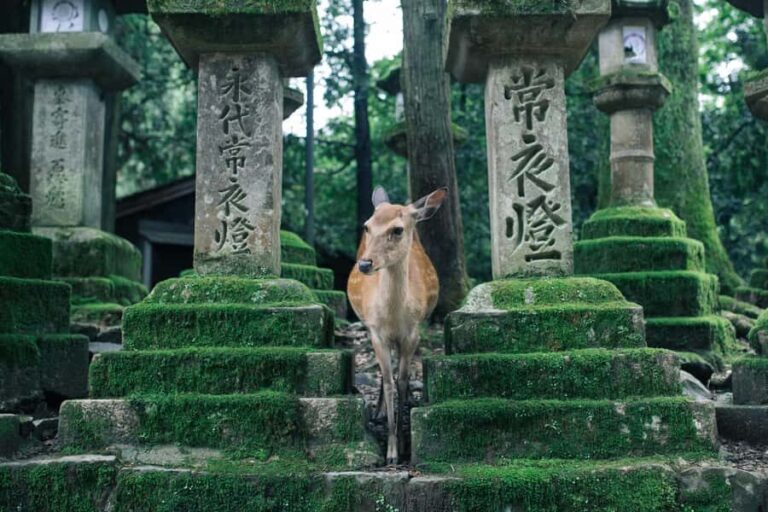 Nara: 3 UNESCO Sites Tour with Big Buddha & Deer - A Detailed Breakdown of the Itinerary