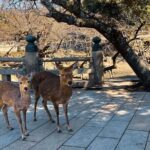 Nara and Fushimi Inari, the sacred heart of Japan - Is It Worth the Price? Analyzing the Value