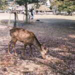 Nara and kyoto adventures private vehicle tour - Who Should Consider This Tour?