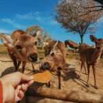 Nara: Deer Park & UNESCO Sites Day Trip with Hotel Pickup - Analyzing the Value