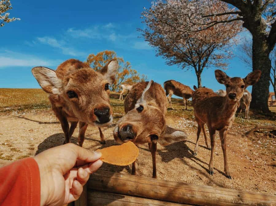 Nara: Deer Park & UNESCO Sites Day Trip with Hotel Pickup - Analyzing the Value