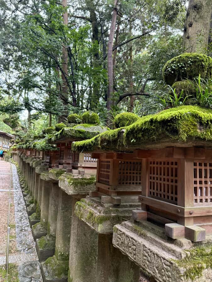 Nara: Deer, Temples, and Hidden Lanes Tour - Itinerary Breakdown and What to Expect