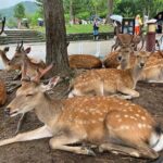 Nara: Essential Private Tour with Deer Park and Temples - Practical Details and Logistics