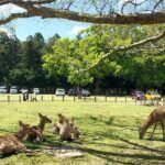 Nara Half Day Walking Tour - Who Is This Tour Best Suited For?