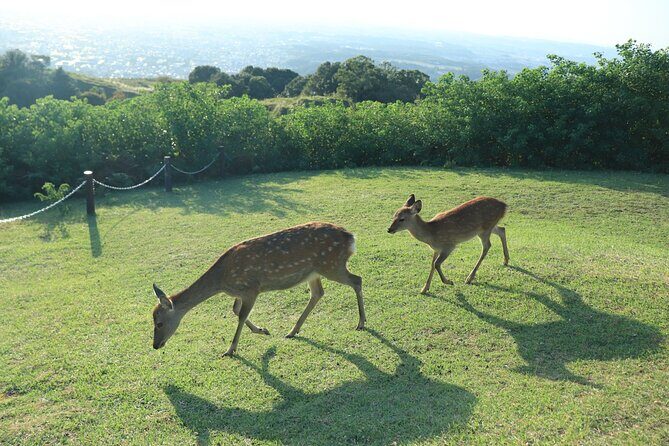Nara: Hike Mt. Wakakusa and Encounter Wild, Free-Roaming Deer - Frequently Asked Questions
