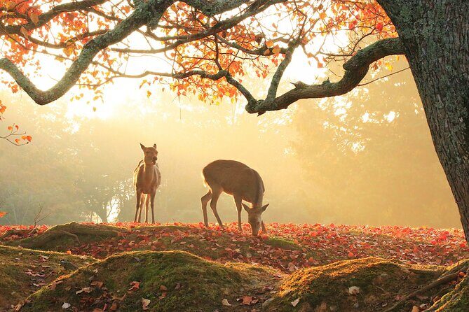 Nara: Sacred Morning Walk with Deer in the Mist - FAQ