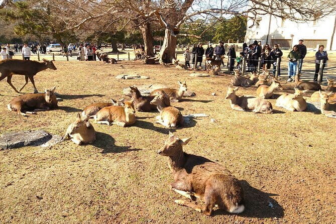 Nara UNESCO World Heritage Sites Slow Cycling Tour - Practicalities and What to Expect