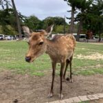 Nara Walking Tour for Small Groups: Temples and Deer - Practical Aspects of the Tour