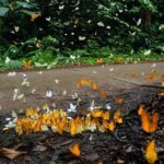 Nature Trails & Guided Adventures in Cuc Phuong National Park - The Full Experience: A Deep Dive into the Cuc Phuong Tour