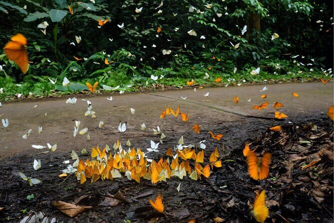 Nature Trails & Guided Adventures in Cuc Phuong National Park - The Full Experience: A Deep Dive into the Cuc Phuong Tour