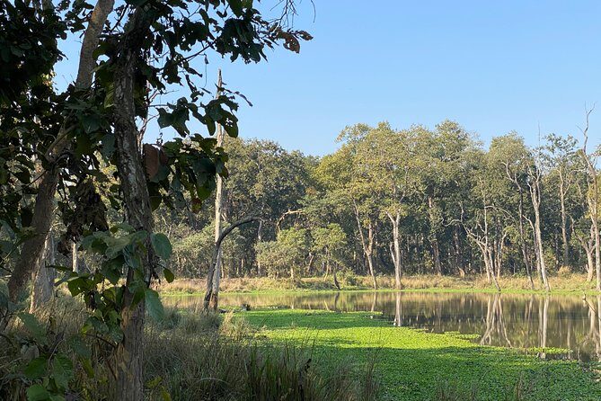 Nature Walk in Chitwan Jungle Safari with Guide - Final Thoughts