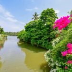 Negombo Lagoon & Dutch Canal Sunset Boat Tour - What to Expect from the Tour