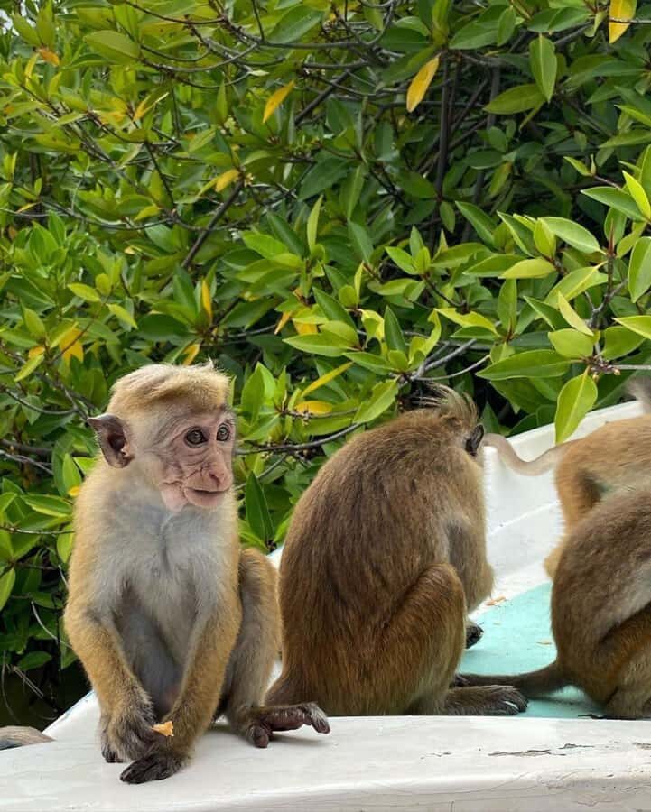 Negombo Lagoon & Muthurajawela Boat Tour - Why This Tour Is a Great Choice