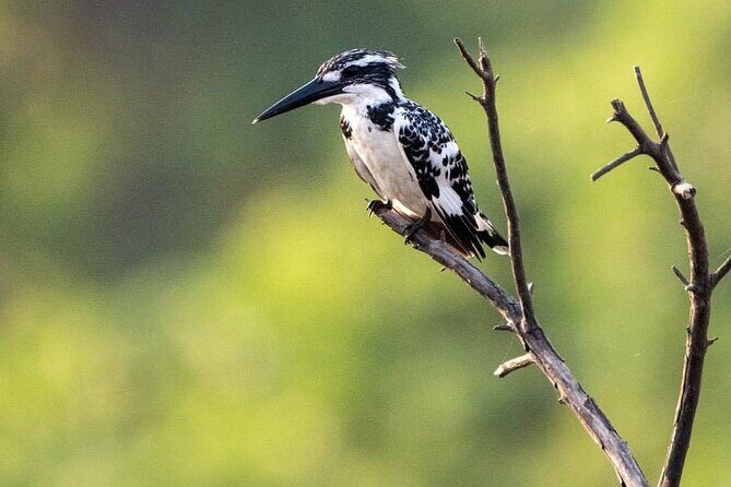 Negombo Lagoon & Muthurjawela Bird Watching Boat Tour - What Do the Reviews Tell Us?