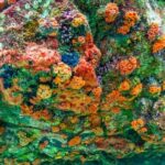 Nemo Island Full Day Tour by Speedboat with Snorkeling Experience - Potential Drawbacks and Considerations