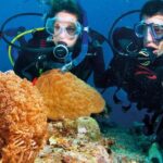 Nha Trang Coral Reefs Scuba Diving Experience with Lunch - Considerations and Possible Drawbacks