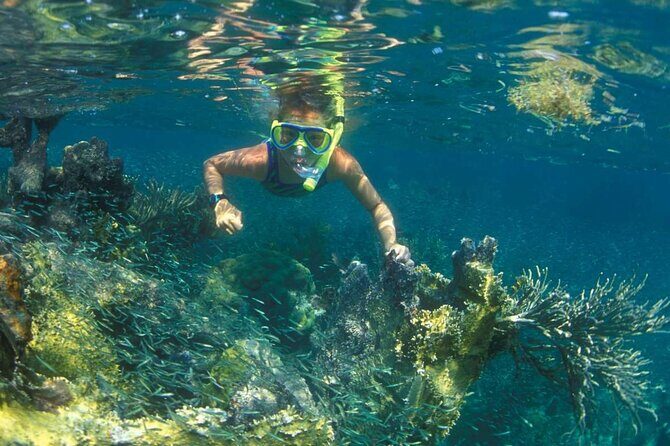 Nha Trang Mun Island Snorkeling Coral Reef Tour with BBQ Lunch - What Travelers Say