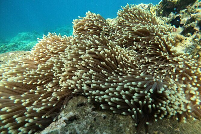 Nha Trang: Private fishing tour: Snorkeling - Fishing -Mini Beach - Who Is This Tour Best For?