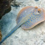 Night dive from the beach ( Start at Ko Kut) - Why This Night Dive Stands Out