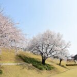 [Night Private Tour] Suwon Cherry Blossom & Hwaseong Fortress - Who Will Love This Tour?