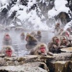 Nikko: Nagano Private Full-Day Tour with Guide - An Introduction to Nagano: The Perfect Day Trip