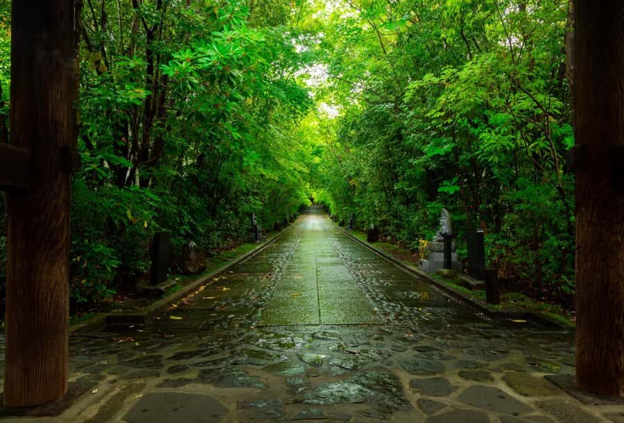 Nikko: Sacred Mountains, Shoguns, & Japans Spiritual Heart - Who Should Consider This Tour?