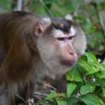 Ninh Binh: Wildlife, Jungle Hike, Cuc Phuong Park Guide Tour - A Deep Dive into the Experience