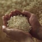 Nishinomiya: Nihonsakari Sake Brewery Tour and Tasting - What to Expect from the Tour