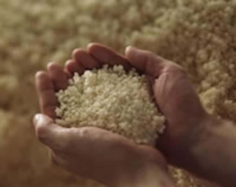 Nishinomiya: Nihonsakari Sake Brewery Tour and Tasting - What to Expect from the Tour