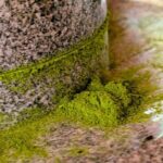 Nishio Matcha StoryTea Ceremony & Matcha Kaiseki Journey - The Matcha Ceremony and Cultural Insights