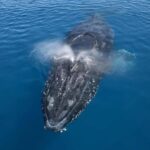 Noosa: Noosa Whale Watching Tour - Whale Watching Highlights