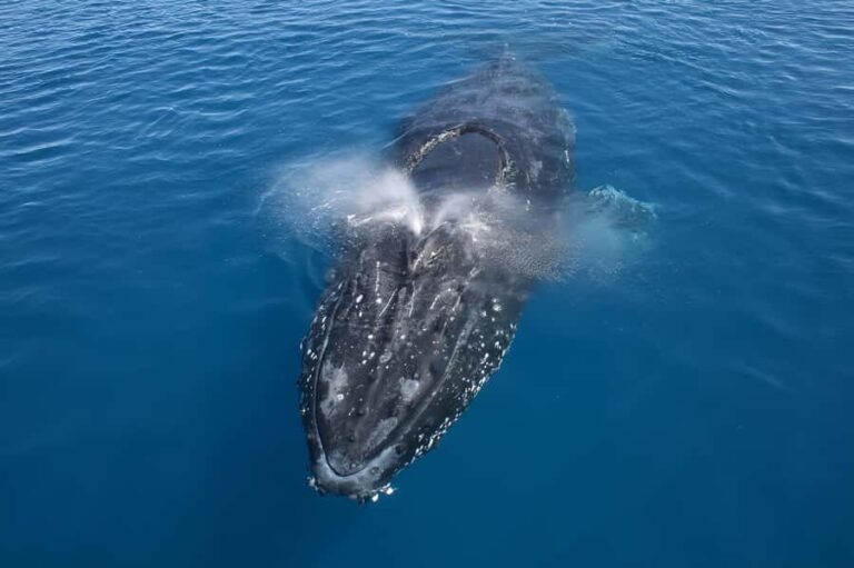 Noosa: Noosa Whale Watching Tour - Whale Watching Highlights