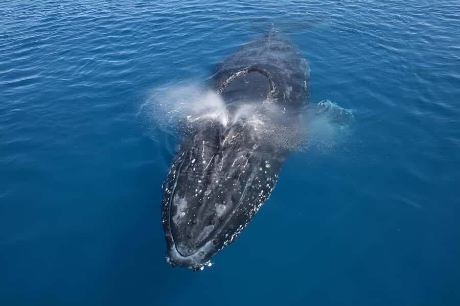 Noosa: Noosa Whale Watching Tour - Whale Watching Highlights