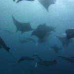 Nusa Lembongan: Scuba Diving Trip with Manta Ray and Sunfish - Itinerary Breakdown: What to Expect