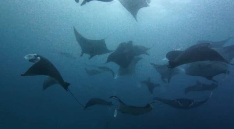 Nusa Lembongan: Scuba Diving Trip with Manta Ray and Sunfish - Itinerary Breakdown: What to Expect