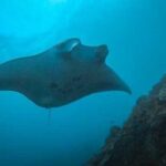 Nusa Penida 4 Spot Snorkeling Adventure and Land Tour Combo - What Makes This Tour Stand Out?